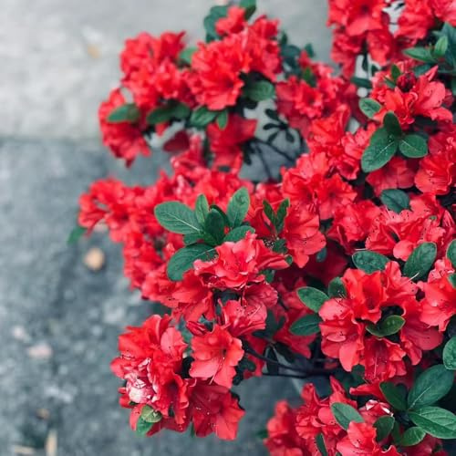 Semi di rododendro e azalea - estivi resistenti per giardini rocciosi organico esotico da balcone semi di per giardinieri arbusti 250pcs
