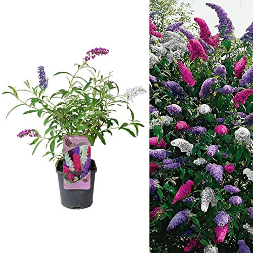 Carbeth Plants Buddleia Davidii Tricolour - 3 x 2 L Pot 40-60cm in Height - Pink, White and Purple Buddleia Tricolour Butterfly Bush Plant - Multicoloured Garden Bushes Ready to Plant