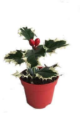 Acebo Natural árbol de Exterior Ideal para Decorar Jardines Invernales