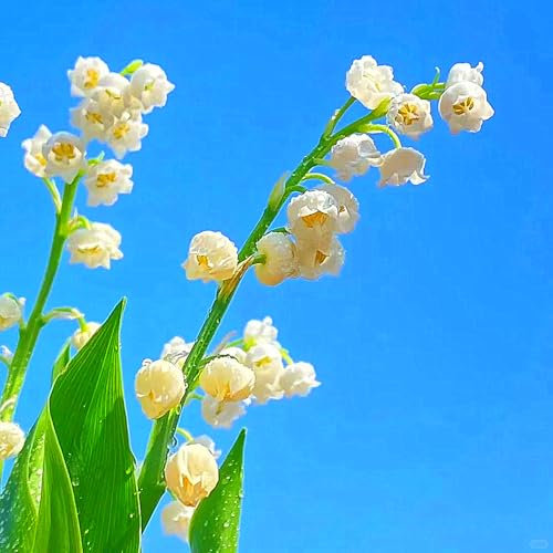 Lily of The Valley Bulbs UK,Lily of The Valley Plants for Garden,Potted-Plants-Rhizome,Excellent Display-5bulbs-n