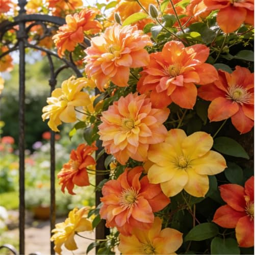 Clemátide rara y resistente - Clemátide trepadora perenne en maceta - Ideal para jardín, balcón y decoración en maceta-15 Rizoma-B
