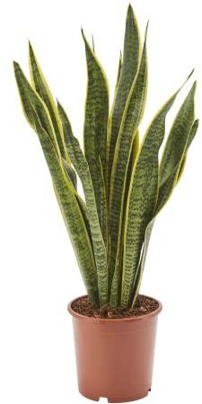 AIRY Bogenhanf (Sansevieria Trifasciata) • Luftreinigende Pflanze • Topf-Ø ca. 17cm, Höhe mit Topf ca. 65cm • Zimmerpflanze in gärtnerischer Qualität • Sicherer Pflanzenversand • Deutsche Gärtnerei