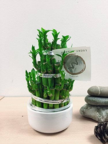 Easy Plants 1 Lucky Bamboo Tower Group Planting in Rouond Ceramic Pot (Pot Colour: Random) - Indoor Bonsai for Feng Shui
