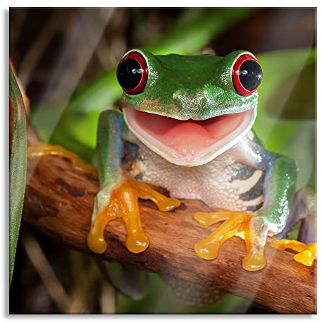 Pixxprint Glasbild, Wandbild auf Echtglas, Lachender Frosch mit roten Augen auf Ast, 60x60 cm, inkl. Aufhängung und Abstandshalter