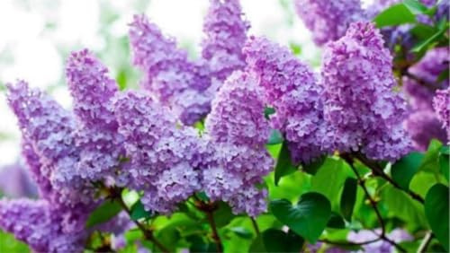 Exact Plant #35, Purple Lilac 6 Year Old Plant, Syringa vulgaris (Common Lilac), Bare Root
