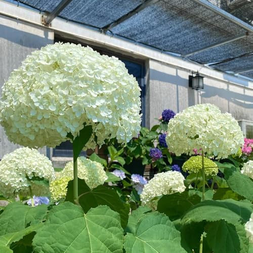 Semillas de hortensias, semillas de interior semillas de jardin Las de jardín son perennes resistentes 150pcs