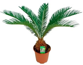 Cica Japonesa Viva – Planta Natural y Elegante | Para Jardines Modernos o Zen