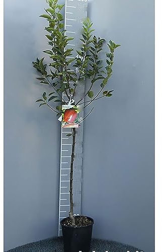 SAVINI VIVAI Pianta di Melo Fuji Piante da Frutto Albero di Mela in Vaso 22-24 cm 2-3 Anni Altezza 130-150 cm Made in Italy