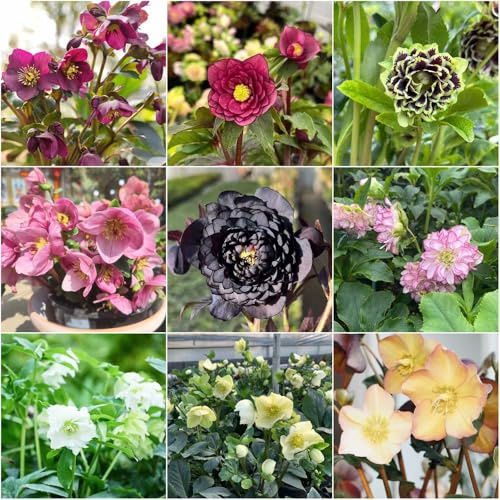 christrosen winterhart - winterharte kübelpflanzen wiesensaatgut dachbegrünung gartenpflanzen steingartenpflanzen winterhart exotische garten balkon 150samen