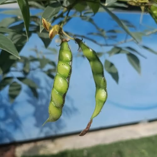 semillas de frijol arbustivo orgánico Comprar de invierno orgánicas judías verdes frijol, camas elevadas para interior exóticas, 100pcs