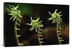 24 x 36 in. Deer Fern Fiddleheads, Pacific Coast, North America Art Print - Gerry Ellis