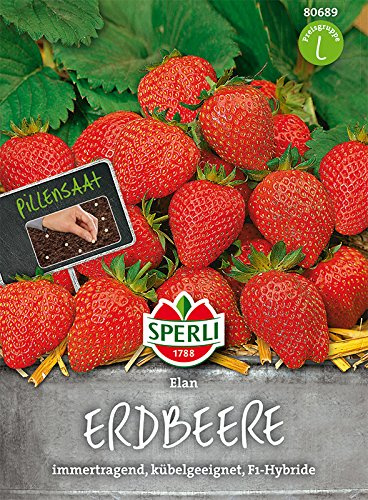 Sperli Erdbeere 'Elan' | perfekt zum snacken | ernte den kompletten Sommer | 1 Packung Samen