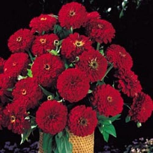 Zinnia Benary gigante rosso intenso annuale