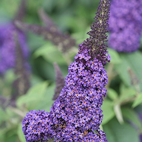 Pugster Blue® Butterfly Bush - 4 Pot - Buddleia - Proven Winners - No Shipping to Washington State or Oregon
