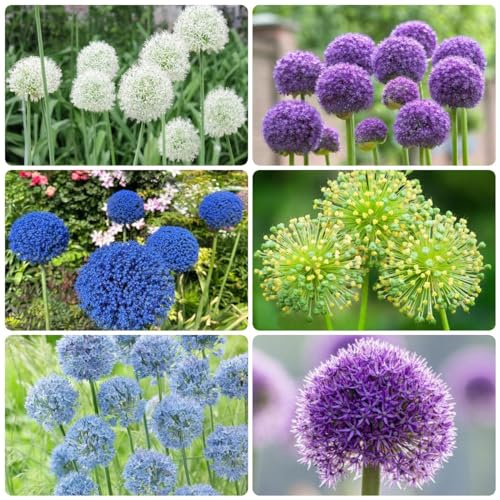5 piezas bulbos allium planta resistente - bulbos de flores decoración resistente bulbos ornamental, bulbos gigante, regalos de sostenibilidad plantas de interior purificadoras de aire