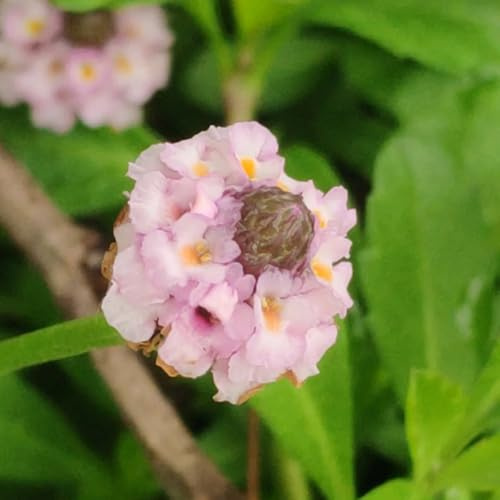 Teppich verbene, kräutersamen alte sorten balkonpflanzen geschenke für steingartenpflanzen winterhart gartendeko für draußen seltene kräuterpflanzen teppichverbene 500Samen