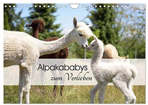 Alpakababys zum Verlieben (Wandkalender 2026 DIN A4 quer), CALVENDO Monatskalender: Süße Alpakafohlen in Aktion (CALVENDO Tiere)