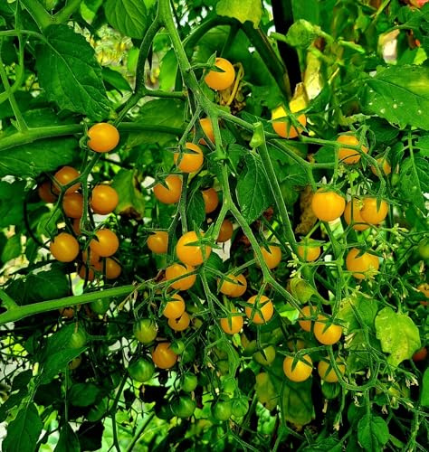 Gelbe Johannisbeertomate -Wildtomate,Buschtomate- 10 Samen RARITÄT