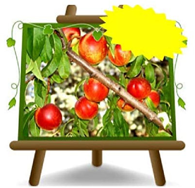 Crasiommolo White Pulp Nectarines Fruit Plant on Pot of 26 – Tree Max 200 cm -4 Years