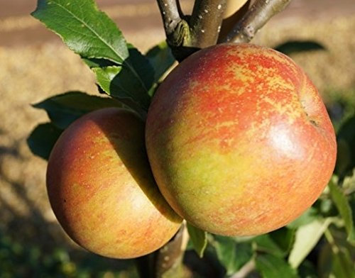 Apfelbaum `Cox Orange´, Halbstamm, wurzelnackt, Liefergöße ca. 160-180cm