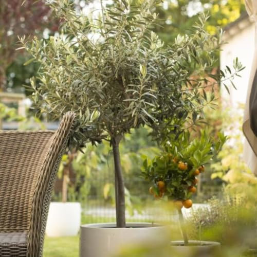 Olive Tree Standard – Hardy Evergreen Olea Europaea – Mediterranean Patio Plant with Decorative Grey-Green Foliage & Fragrant Flowers – Ideal for Gardens – 1 x 20cm Pot by Thompson and Morgan