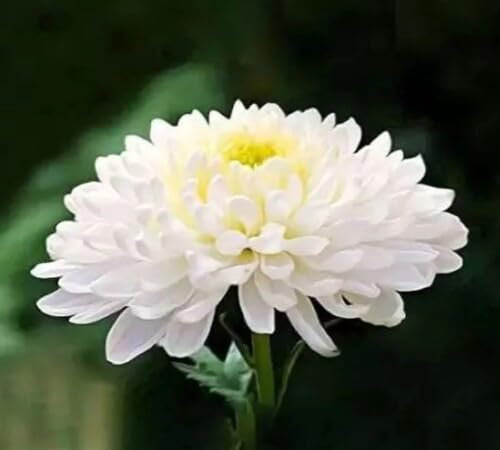Giant Chrysanthemum Flower Seeds White