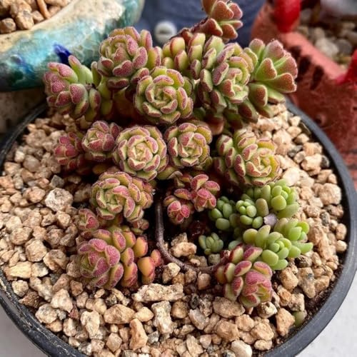 semillas de sedum cobertura del suelo - raras, interior para balcón o invernadero orgánicas resistentes para jardín 200pcs