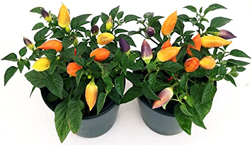 POWERS TO FLOWERS - PEPERONCINO ORNAMENTALE CARNAVAL, CAPSICUM, 2 PIANTE, VASO 12CM, piante vere