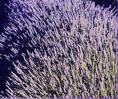 20 Semi di Lavanda Vera HR163 (Lavandula Vera)