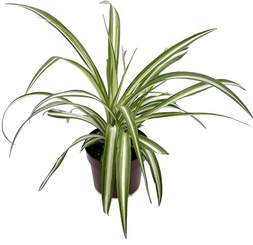 Fangblatt - Chlorophytum comosum variegatum - variegate Grünlilie im Ø 10 cm Topf - pflegeleichte Zimmerpflanze