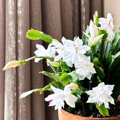 Cactus Natale tappezzanti selvatici esotici Arredamento soggiorno 40semi