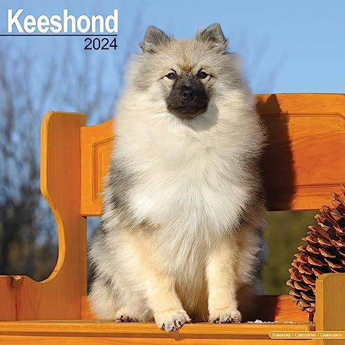 Keeshond - Wolfsspitz 2024 - 16-Monatskalender: Original Avonside-Kalender [Mehrsprachig] [Kalender] (Wall-Kalender)