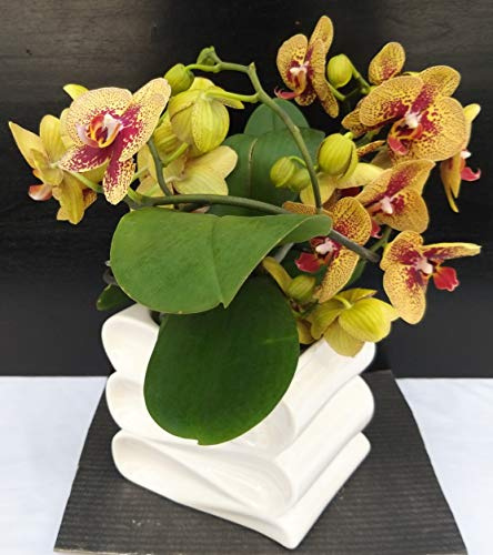 POWERS TO FLOWERS - PHALAENOPSIS TWISTED GIALLO/ARANCIO IN VASO CERAMICA AD ONDA, pianta vera