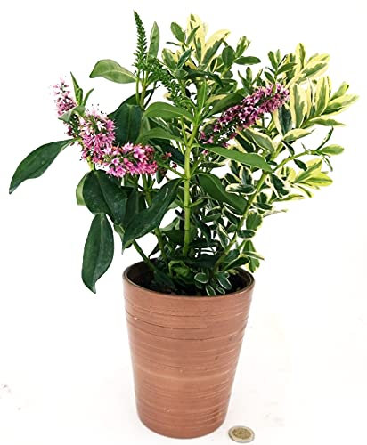 POWERS TO FLOWERS - VERONICA BICOLORE A FIORE LILLA, IN VASO CERAMICA BRONZO, pianta vera