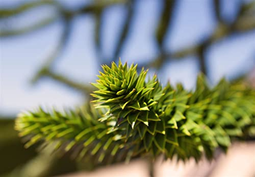 Araucaria araucana 20-25 cm – Winterhart, Immergrün, Pflegeleicht – Chilenische Andentanne – Solitärbaum für Garten & Einzelstellung