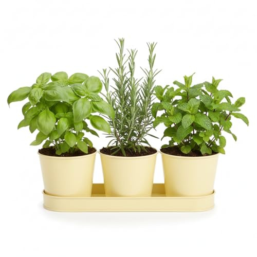 The Happy Garden Herb Pot Set with Tray for Kitchen Windowsill - Set of 3 Galvanised Metal Indoor Planters for Herbs & Small Plants, 5 Inch Pots with 12 Inch Tray (Cream)