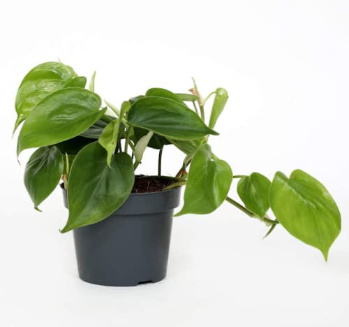Philodendron Scandens - 12cm Pot