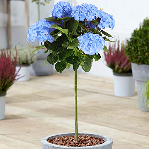 Collezione di alberi di Hydrangea Macrophylla | Alberi a bastoncino in vaso per giardini piccoli.