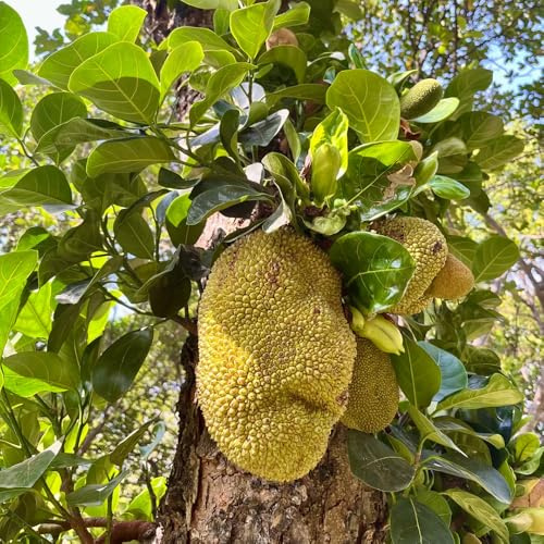 semi di jackfruit, jackfruit, giardino esotiche da esterno fresca colonnare resistenti all'esterno balcone serre balcone regali 10pcs