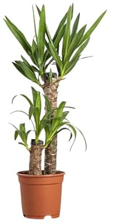 Yucca Planta Natural +100cm con 2 Troncos Planta Interior