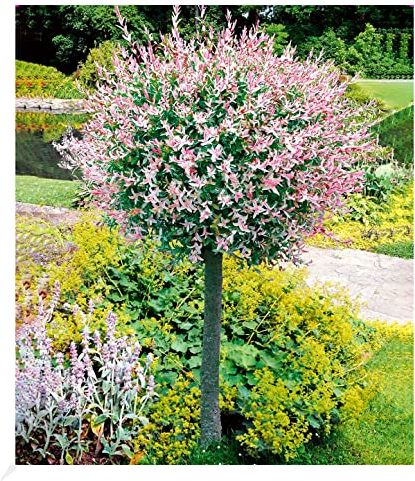 BALDUR Garten Salix-Stämmchen Hakuro Nishiki, 1 Pflanze, Flachwurzler, winterhart, mehrjährig, Salix integra, Zierstämmchen, Flachwurzler, Harlekin-Weide