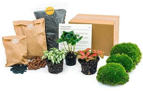 Flaschengarten Starterset Coffea Arabica – Pflanzenterrarium mit Kaffeepflanze, Fittonia Weiß & Rot – Schritt – für – Schritt Pflegeplan