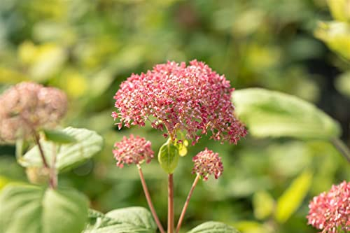Hydrangea arborescens 'Pink Annabelle' 80-100 cm – Winterhart, Mehrjährig, Pflegeleicht – Schneeballhortensie – Zierstrauch für Garten & Beet