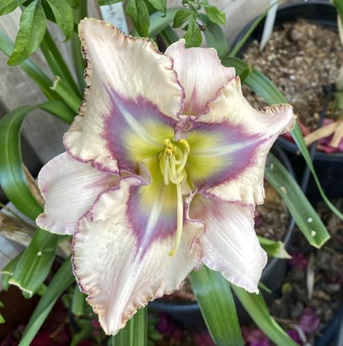 Daylily Bulbs，Bulbs for Planting Now UK Perennial，Flowering Bulbs Excellent Display Indoor Perennial Balcony Garden Bulbs Can Be Potted Aromatic-5 Bulbs-C