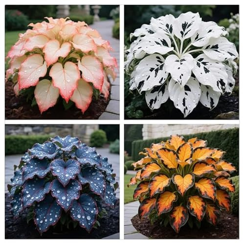 Ideal für deutsche Gärten-Vorgezogene-Geeignet für deutsche Gärten–Robuste Wuchsform –Schnelle Anwachsphase -6Winterharte Funken Hosta Rhizom-J