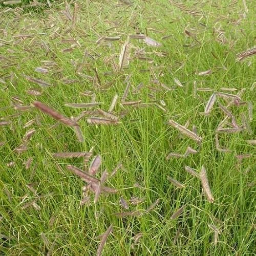 6x Mosquito Hierba - Bouteloua gracilis - Olla de 9x9 cm - Fina Hierba Ornamental