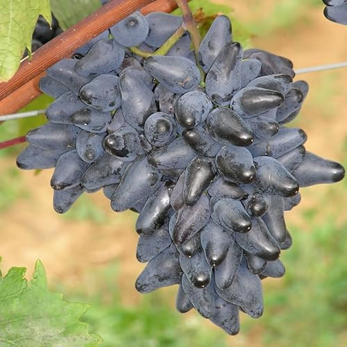 Tafeltraube 'Philipp®' blau - Traubenrebe für den Garten - 1 Traubenpflanze von Pflanzen-Kölle im 3 Liter Topf - Vitis vinifera Philipp