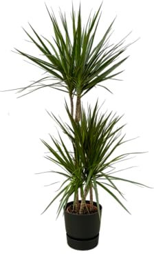 Trendyplants Dracaena Marginata – 120 cm – Ø 21 cm incluyendo elho Greenville redondo negro Ø24 cm x 23 cm