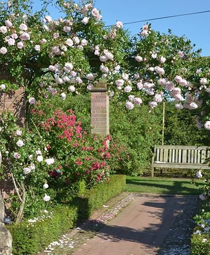 New Dawn Climbing Rose, Soft Pink Flowers, Sweetly Fragrant, 3 Litre Pot