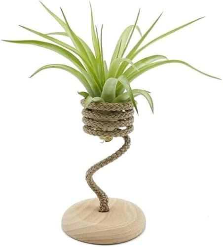 Tillandsia Brachycaulos Multiflora Viva con Rope Singolo – Air Plant Naturale da Interno | Pianta Aerea Senza Terra Facile da Curare | Decorazione Green per Casa e Ufficio | Idea Regalo Originale